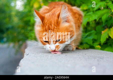 Red and white color cute cat eats sausage closeup, green tree leaves background, ginger furry pretty kitty eating meal, orange pussycat has food Stock Photo