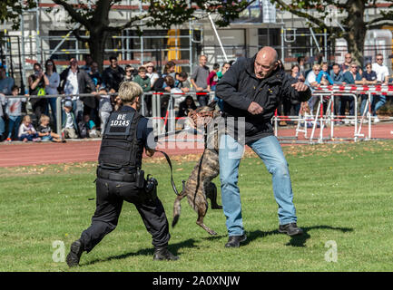 Berlin, Germany. 22nd Sep, 2019. A dog of the dog squadron of the police shows his abilities at the open day of the Berlin police. Credit: Paul Zinken/dpa/Alamy Live News Stock Photo