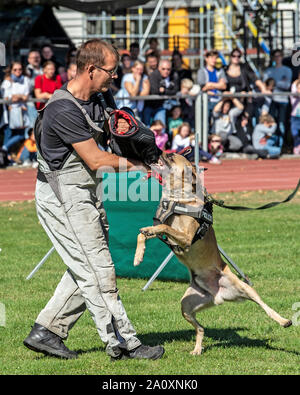 Berlin, Germany. 22nd Sep, 2019. A dog of the dog squadron of the police shows his abilities at the open day of the Berlin police. Credit: Paul Zinken/dpa/Alamy Live News Stock Photo