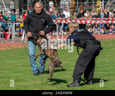 Berlin, Germany. 22nd Sep, 2019. A dog of the dog squadron of the police shows his abilities at the open day of the Berlin police. Credit: Paul Zinken/dpa/Alamy Live News Stock Photo