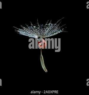 Close up red ladybird flying on the dandelion seed with shining water drops on a black background Stock Photo