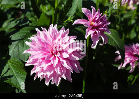 Dahlia ' Mayan Pearl ' type, a pink Double Orchid type dahlia in flower,  UK Stock Photo
