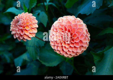 Ball Dahlia of type " Jomanda " in flower, close up; Red dahlias flowering in  UK Stock Photo