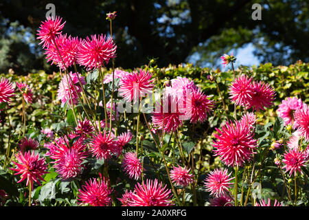 Dahlia ' Pontiac ' flower, a pink Cactus type dahlia in flower, UK Stock Photo