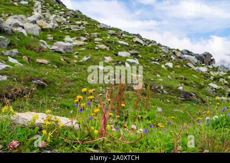 Multicolored flowers on alpine meadow with large stones and green grass Stock Photo