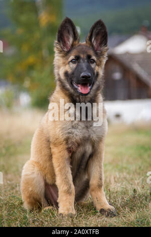 3 month old 2024 female german shepherd