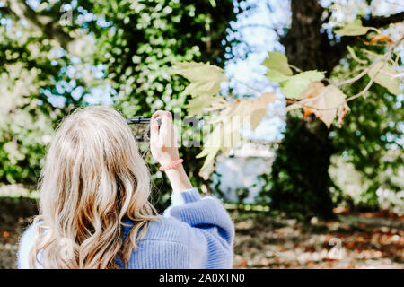 Woman taking photos in Autumn Concept, Fall photos, falling leaves, colourful leaves, sycamore trees, seasons, seasonal, autumn leaves, blonde hair Stock Photo