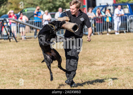 Dog attack simulation training. Conquest K9 dog display at the National Country Show Live at Hylands Park, Chelmsford, Essex, UK. Dog agility Stock Photo