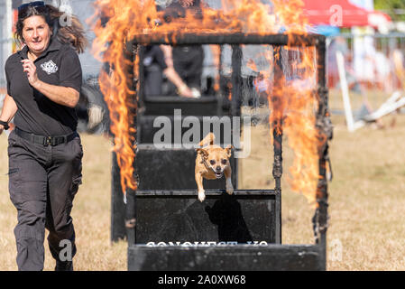 Conquest K9 dog display at the National Country Show Live at Hylands Park, Chelmsford, Essex, UK. Small dog jumping through fire. Dog agility Stock Photo