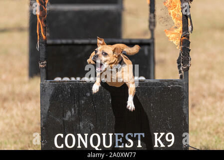 Conquest K9 dog display at the National Country Show Live at Hylands Park, Chelmsford, Essex, UK. Small dog jumping through fire. Dog agility Stock Photo