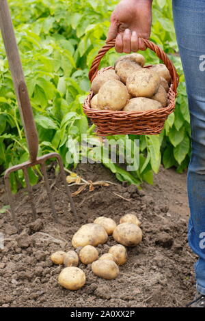 Woman with freshly dug second early potatoes in a trug in a vegetable garden. Solanum tuberosum 'Marfona'. Stock Photo