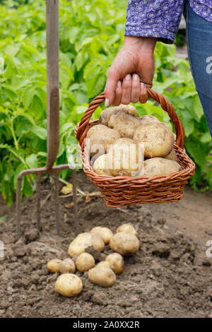 Woman with freshly dug second early potatoes in a trug in a vegetable garden. Solanum tuberosum 'Marfona'. Stock Photo