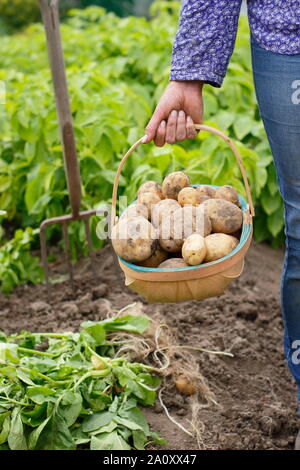 Potatoes. Freshly dug second early potatoes in a trug in a vegetable garden. Solanum tuberosum 'Marfona'. Stock Photo