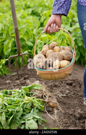 Digging potatoes. Woman with freshly dug second early potatoes in a trug in a vegetable garden. Solanum tuberosum 'Marfona'. Stock Photo