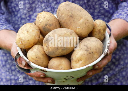 Solanum tuberosum. Harvesting ‘Marfona’ potatoes into a colander in an allotment garden. UK Stock Photo