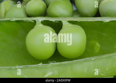 Peas. Two peas in a pod - Alderman variety peas in their pod Stock Photo