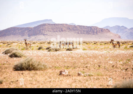 A group of desert zebras grassing in front of a mountainous landscape, Namibia, Africa Stock Photo