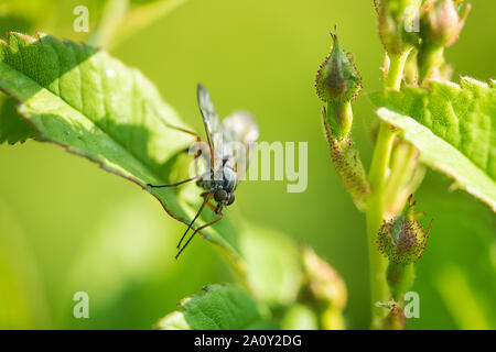 robber fly perching on a rose bush Stock Photo