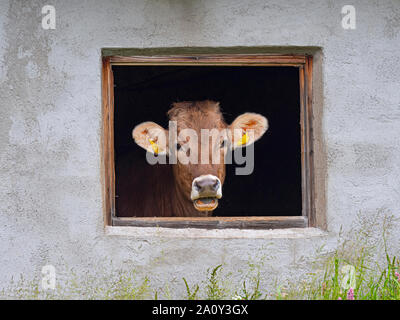 Dairy cow looking from shed window Seiser Alm Dolomites plateau largest Alpine meadow in Europe