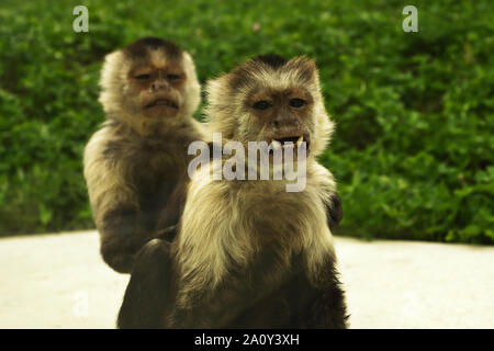 Cebus capucinus showing its teeth, the colombian white-faced capuchin, mother and youngster Stock Photo