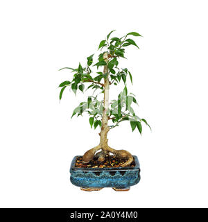 Ficus benjamina bonsai isolated over white background Stock Photo