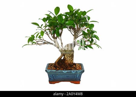 ficus tiger bark bonsai isolated over white background ( Ficus retusa ) Stock Photo