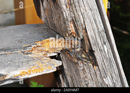 fungus decay on old wooden stair, effects of dampness Stock Photo