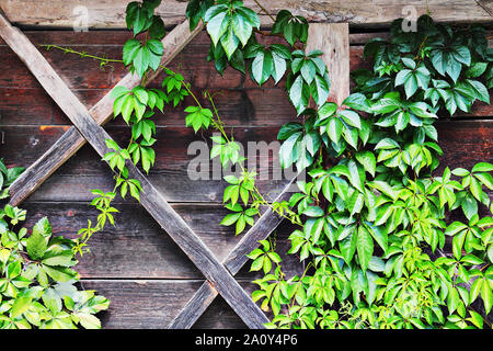 green ivy growing over the wall of old traditional wooden lodge, beautiful natural background Stock Photo