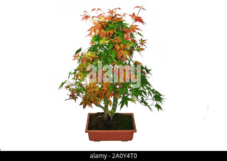 japanese maple bonsai ( Acer palmatum ) isolaed on white background Stock Photo