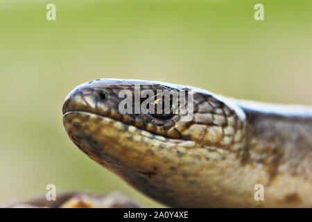 macro portrait of european common slowworm ( Anguis colchica ) Stock Photo