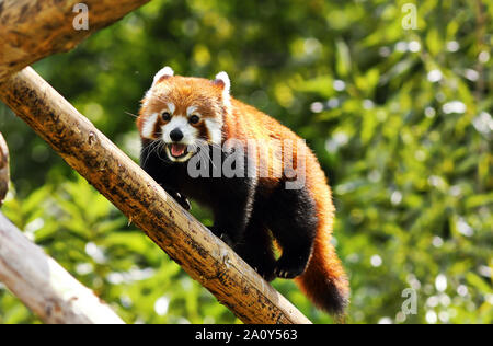 red panda clinbing high ( Ailurus fulgens ) Stock Photo