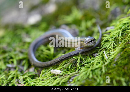 Little Brown Skink, (Scincella lateralis), Ottawa co., Oklahoma, USA. Stock Photo