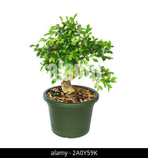 Ulmus parvifolia, chinese elm in training, tree isolated over white background Stock Photo