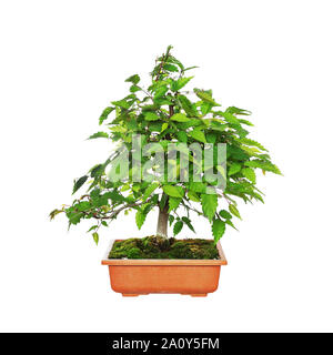 Zelkova serrata or japanese grey bark elm, bonsai isolated over white background Stock Photo