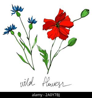 Vector Wildflowers floral botanical flowers. Wild spring leaf wildflower isolated. Black and white engraved ink art. Isolated flowers illustration ele Stock Vector