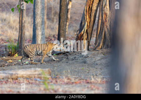 Royal Bengal Tiger or Panthera Tigris Tigris at Pench National Park, India Stock Photo
