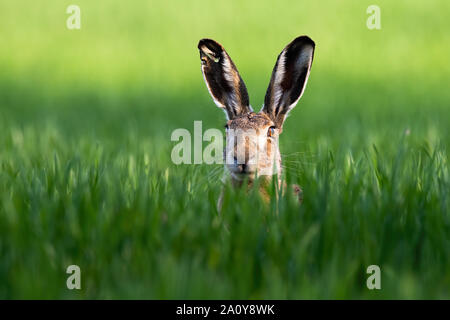 Close-up of brown hare, lepus europaeus, peeking out from green grass in nature Stock Photo