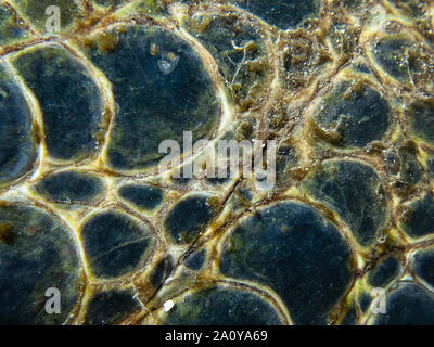 Macro abstract detail of green sea turtle fin.  Lines and shapes in algae covered animal. Stock Photo