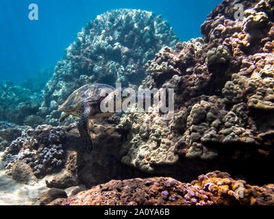Green sea turtle swims along coral landscape underwater in Hawaii. Stock Photo