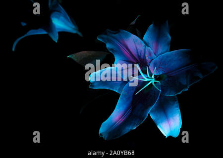 A White Lilly under Ultraviolet lighting. Stock Photo