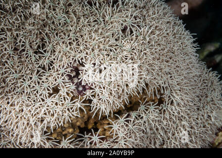Pipe Organ Coral, Tubipora musica, Tubiporidae, Sharm el Sheikh Red Sea, Egypt Stock Photo
