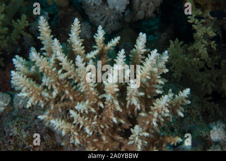 Staghorn coral, Acropora pulchra, Acroporidae, Sharm el Sheikh Red Sea, Egypt Stock Photo