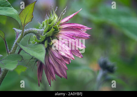 Red Sunflower After Rain Stock Photo