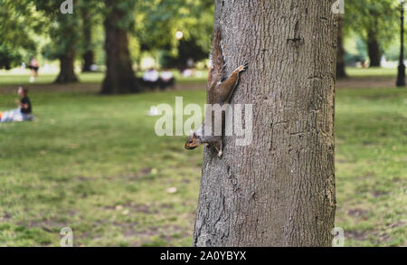 A brown squirrel (Tamiasciurus hudsonicus) is hanging on side of a tree trunk in the park in London, United Kingdom. Green Park London Stock Photo