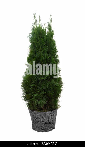 Green cypress isolated on a white background, spiral, twisted, pyramidal figured, decorated, in a pot Stock Photo