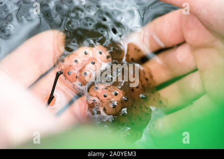 Child hand touching frog spawn in a lake in spring Stock Photo