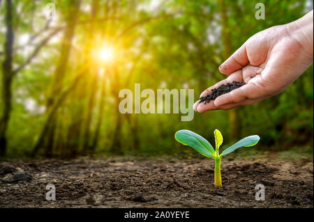 environment Earth Day In the hands of trees growing seedlings. Bokeh green Background Female hand holding tree on nature field grass Forest conservati Stock Photo