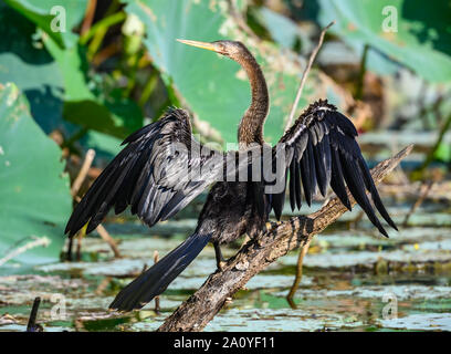 An Anhinga (Anhinga anhinga) sunning its plumage by a pond. Sheldon Lake State Park. Houston, Texas, USA. Stock Photo