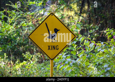 Roadrunner on a yellow wildlife crossing sign. Houston, Texas, USA. Stock Photo
