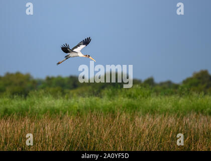 Wood Stork (Mycteria americana) flying over marsh. Brazoria National Wildlife Refuge. Houston, Texas, USA. Stock Photo